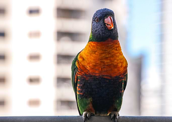 Rainbow Lorikeet