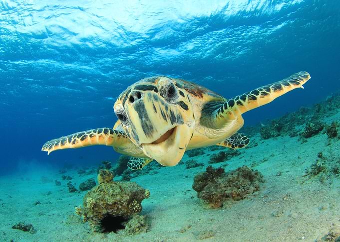 Sea Animal