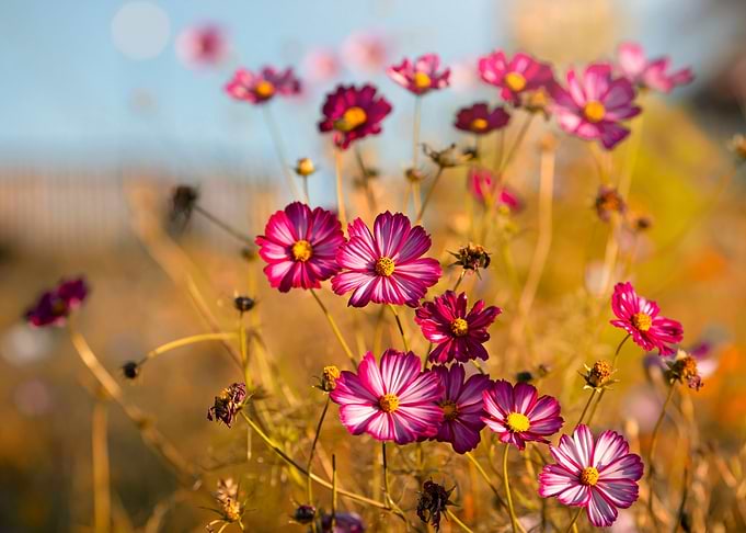 Autumn flowers