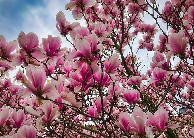 Spring Splendor
