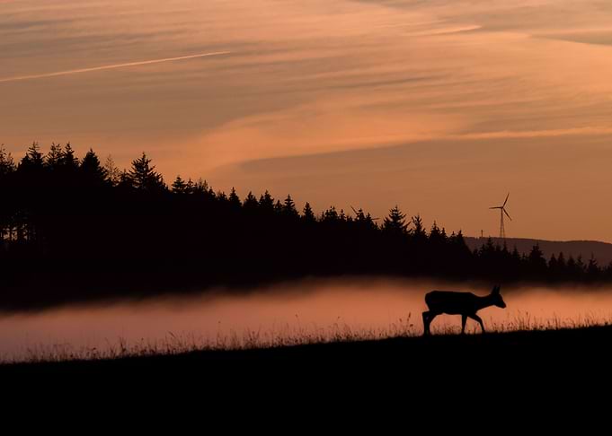 Deer Landscape