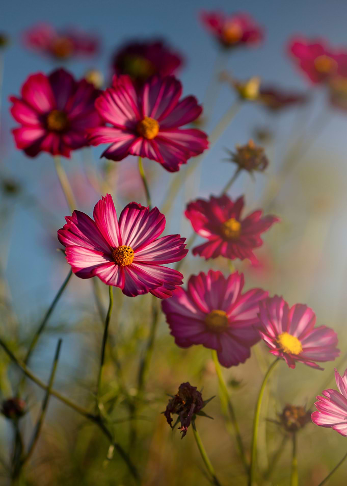 Autumn flowers