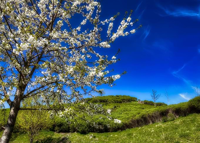Spring Splendor