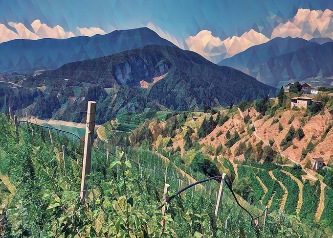 Apple orchards in the Alps