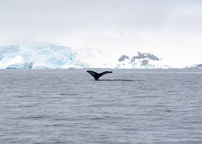 Whale Tail