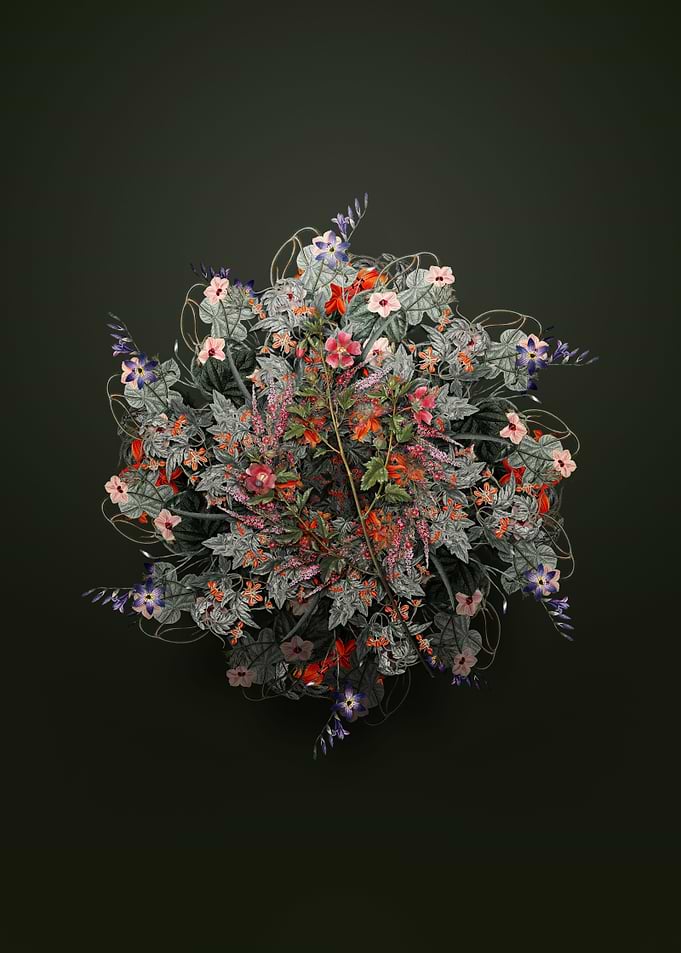 Cape African Queen Wreath