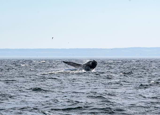 Whale Tail