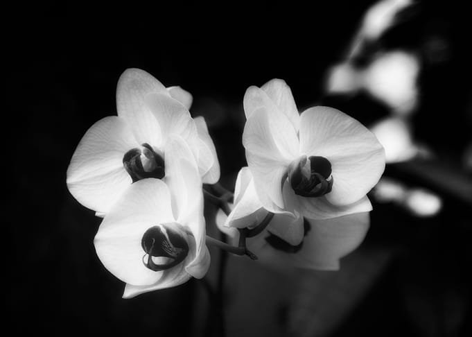 Orchid