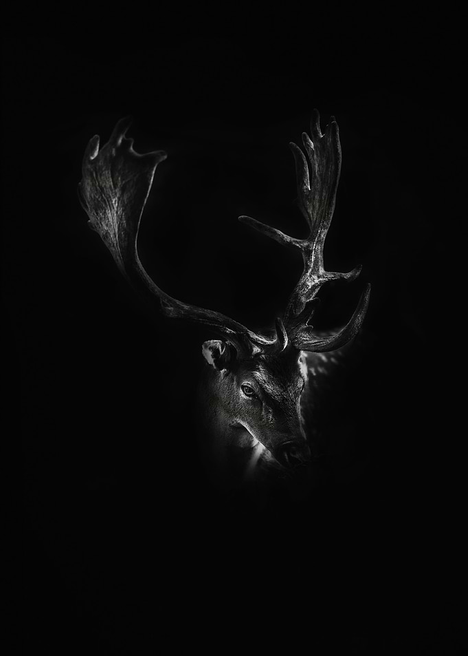 Deer Head Black And White