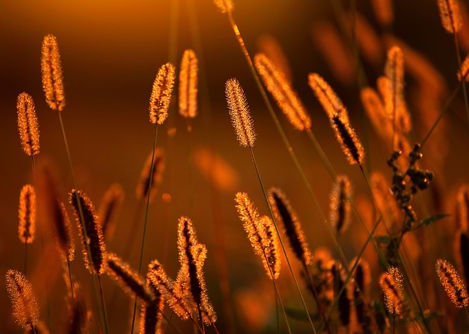 Autumn impression