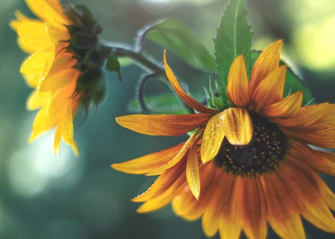 Sunflowers