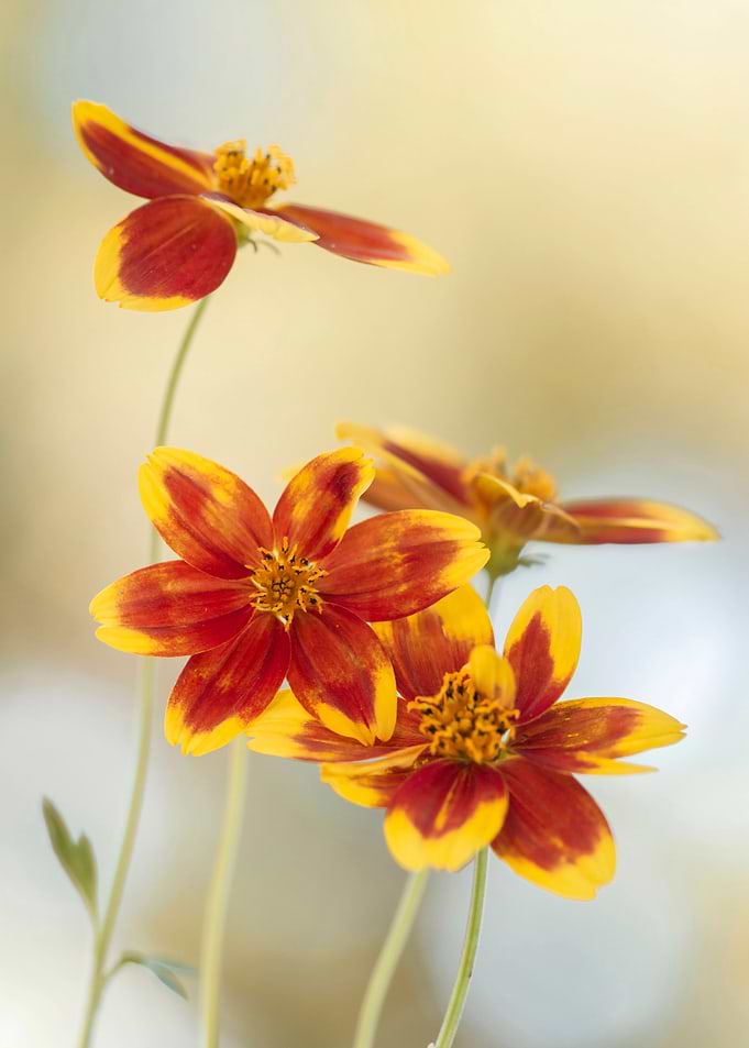 Autumn flowers