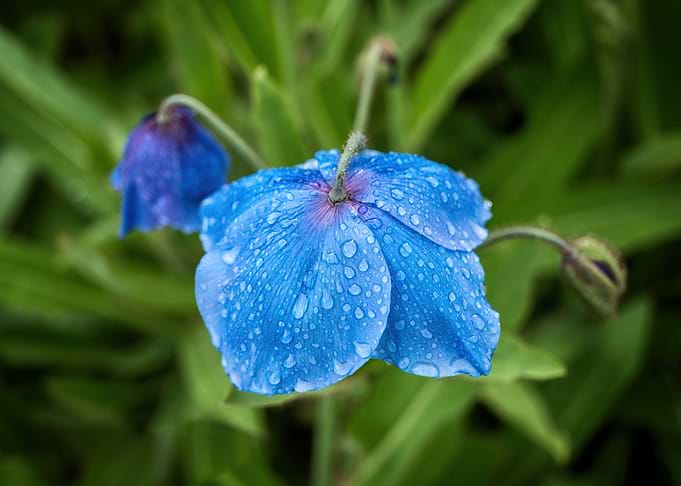 Himalayan Blue Poppy