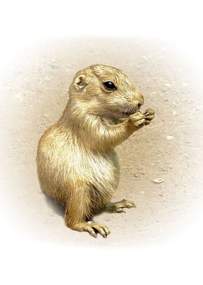 Prairie dog cub