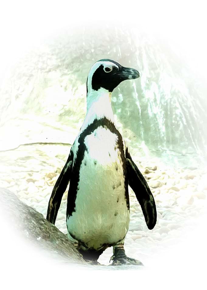 Penguin