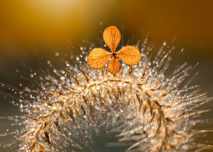 Autumn impression
