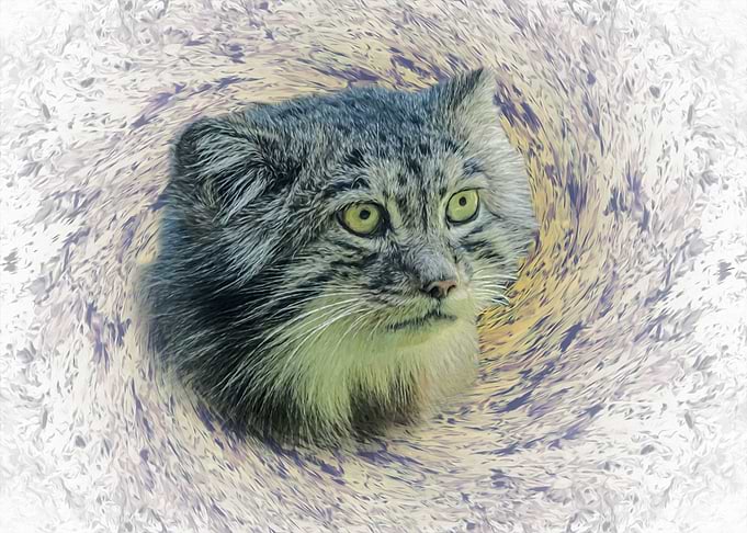 Manul