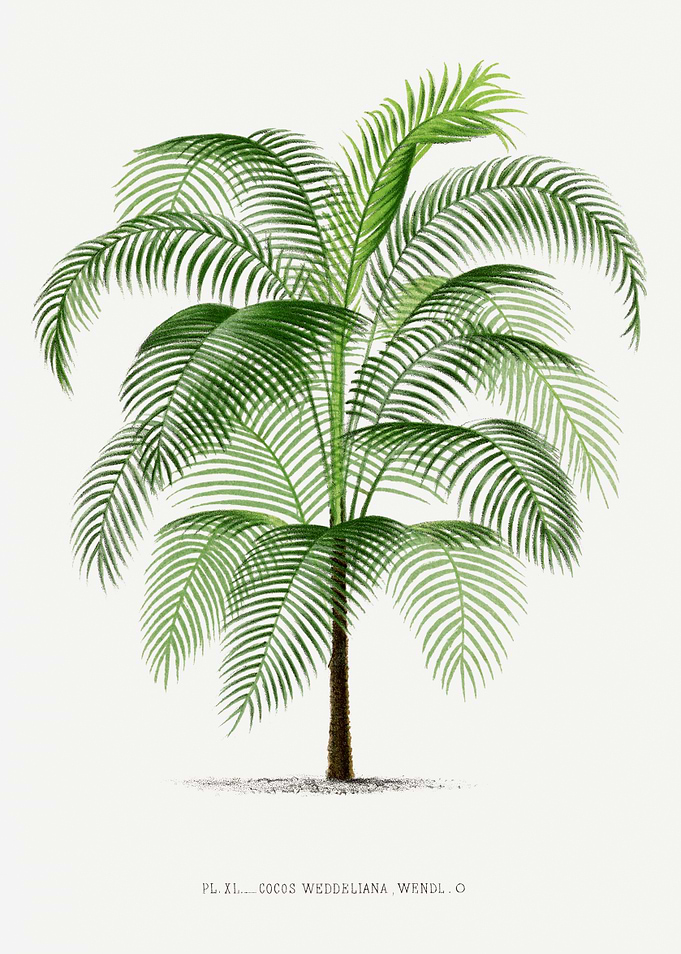 Vintage Palm Tree