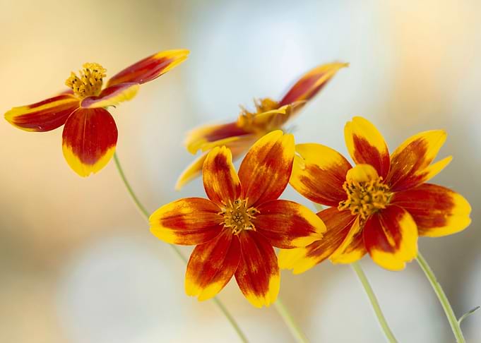Autumn flowers