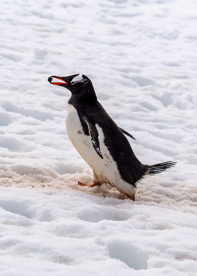 Gentoo Penguin