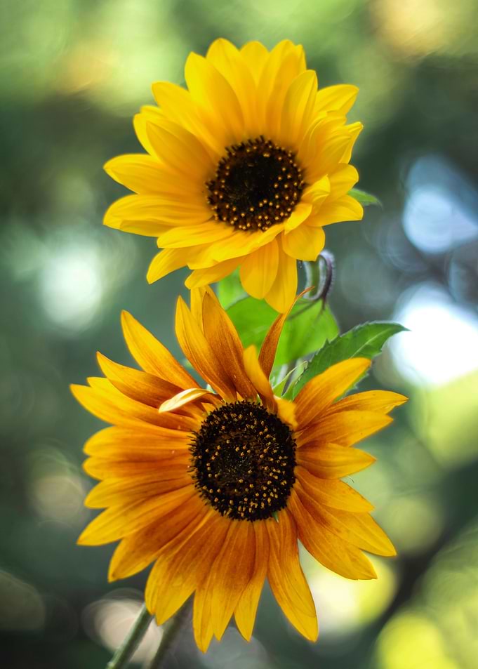 Sunflowers