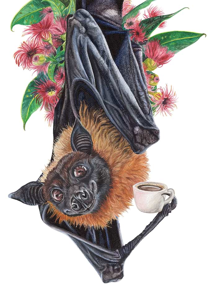 Batty Before Coffee