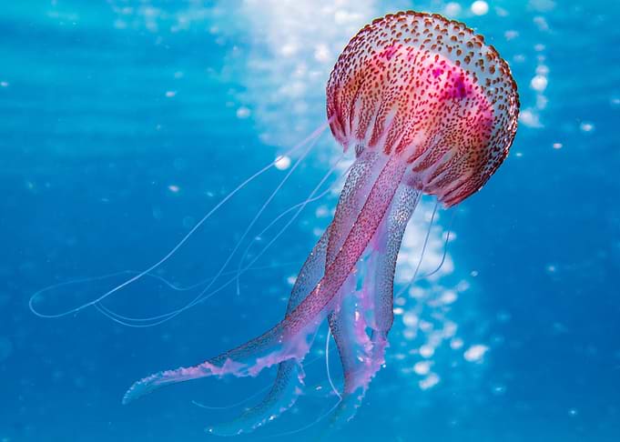 Sea Animals