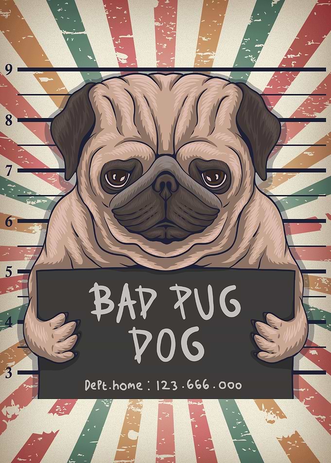 Bad Pug Dog