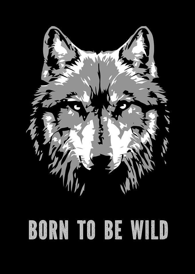 Black White Wolf