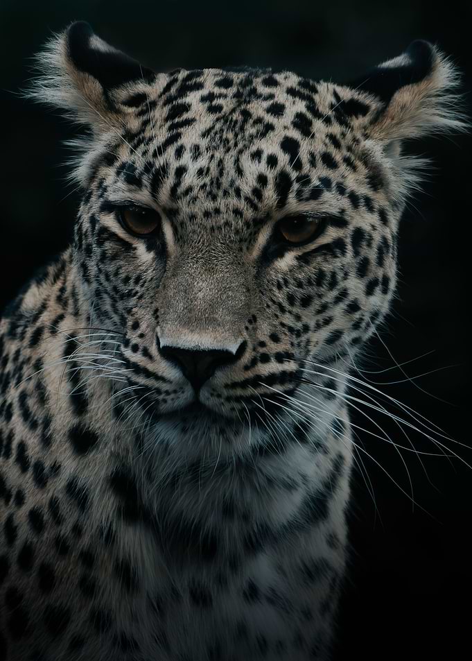 Leopard in the wild