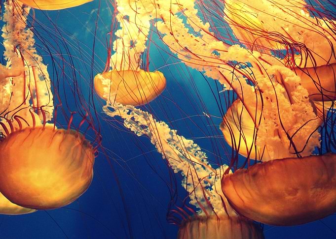 Sea Animals