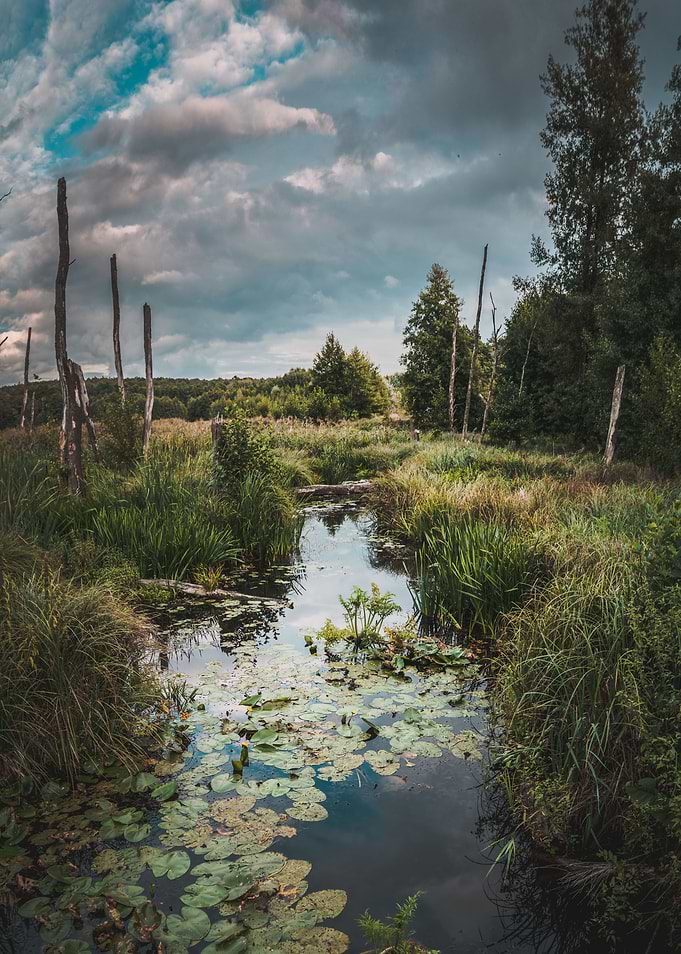 Moody Marsh Landscape