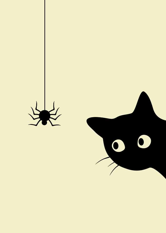 Cat and Spider