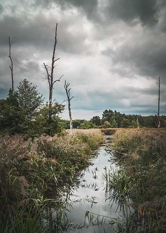 Moody Marsh Landscape