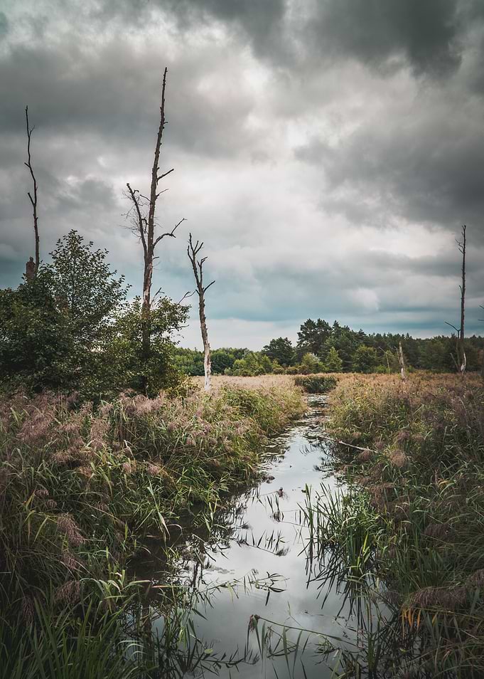 Moody Marsh Landscape