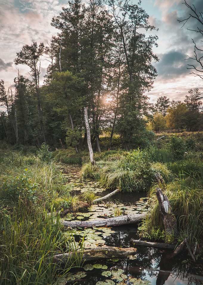Moody Marsh Landscape