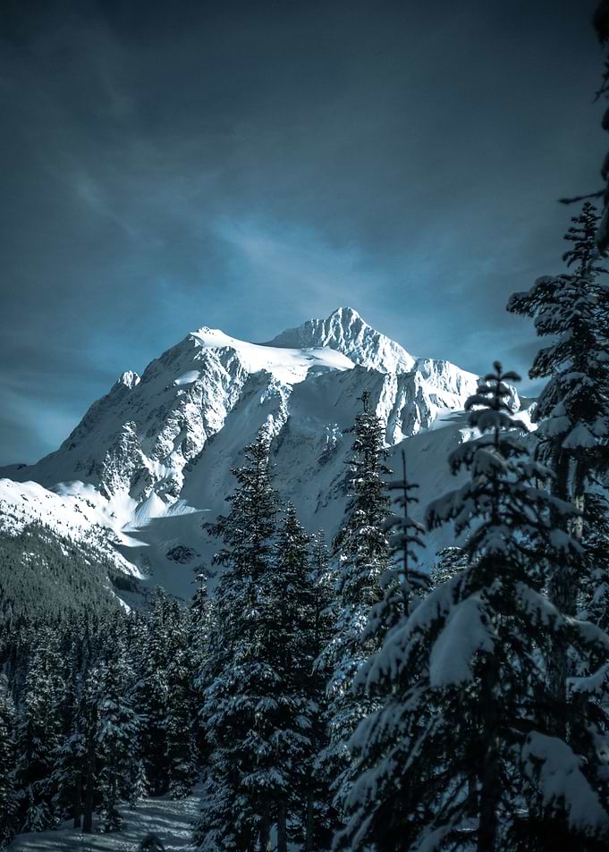 pine trees winter mountain