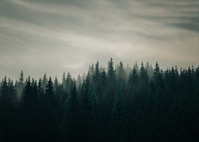 pine trees FOG landscape