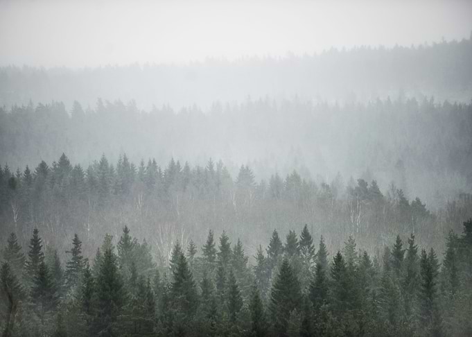 pine trees FOG nature
