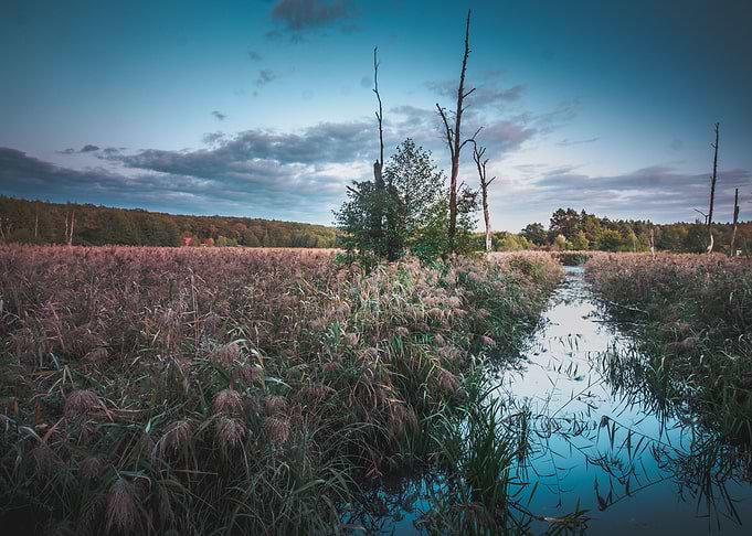 Moody Landscape