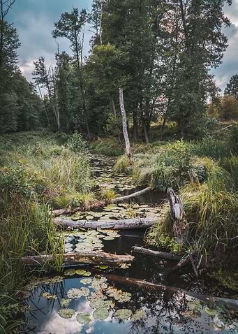 Moody Marsh Landscape