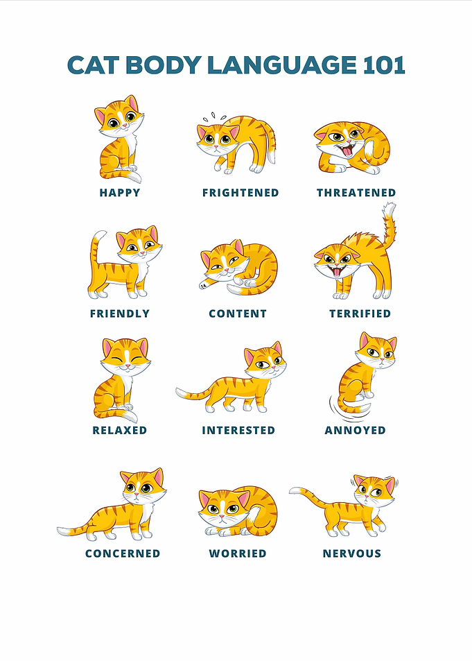 Cat Language poster