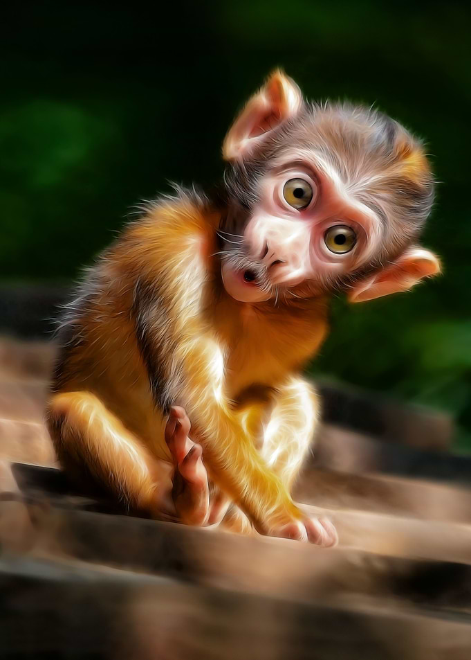surprised monkey