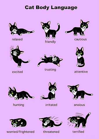 Language Cat