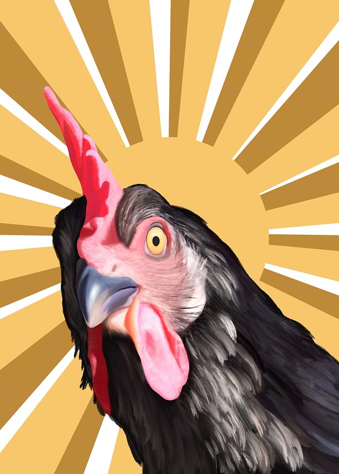 Funny Chicken Sunshine