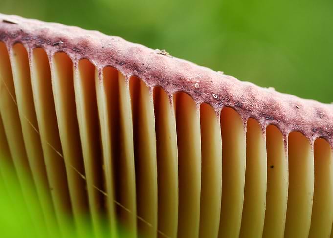 Fungal architectonics