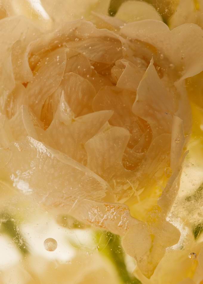 Small roses in ice 1