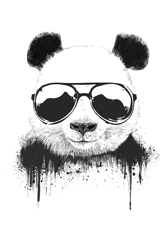 Funny Animals