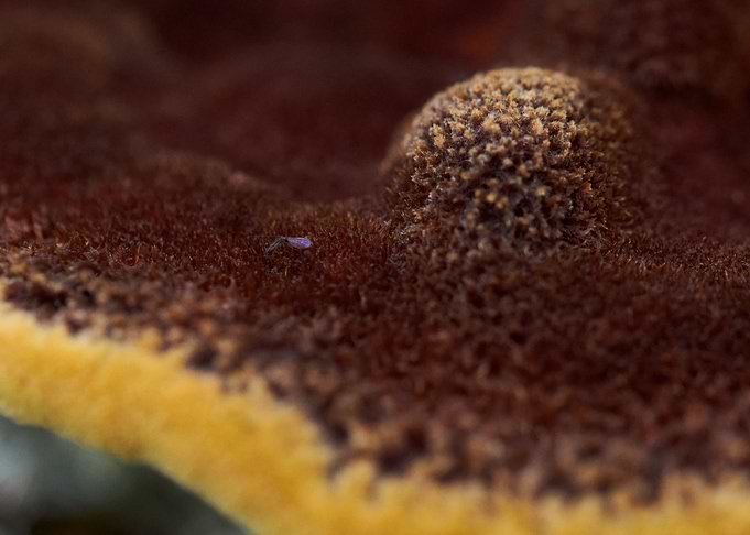 La Planete Sauvage