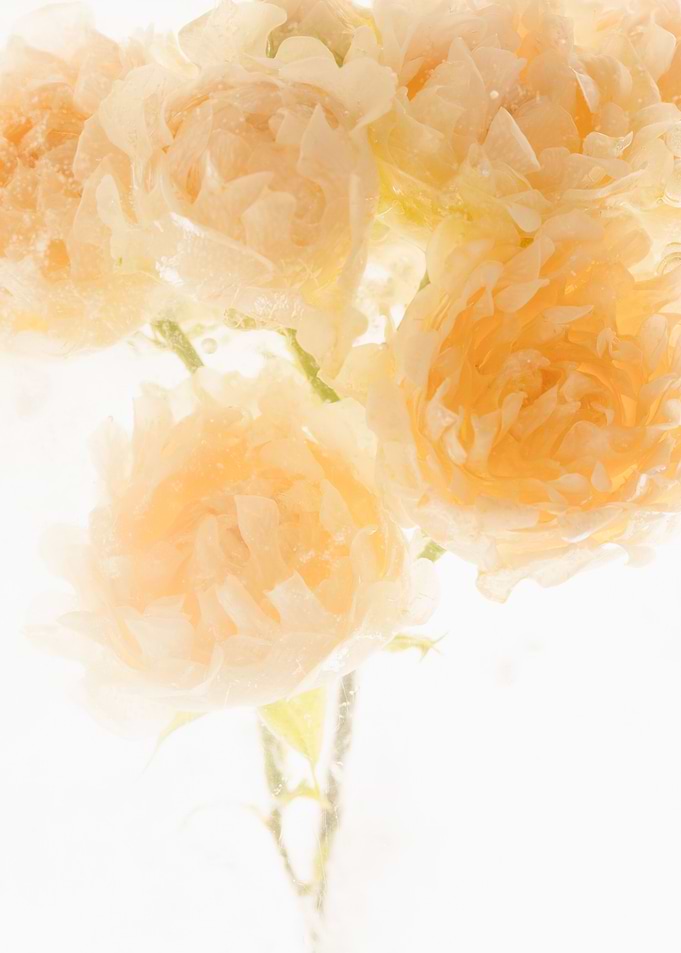 Small roses in ice 2